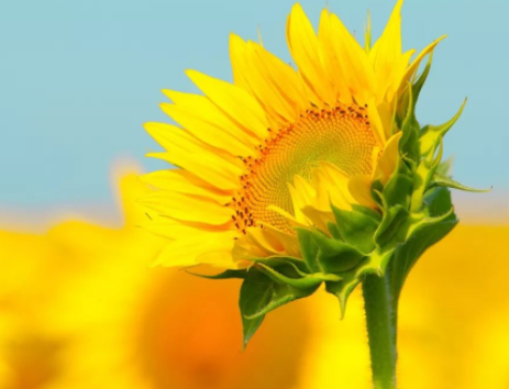 人走著走著就散了，回憶也就淡了