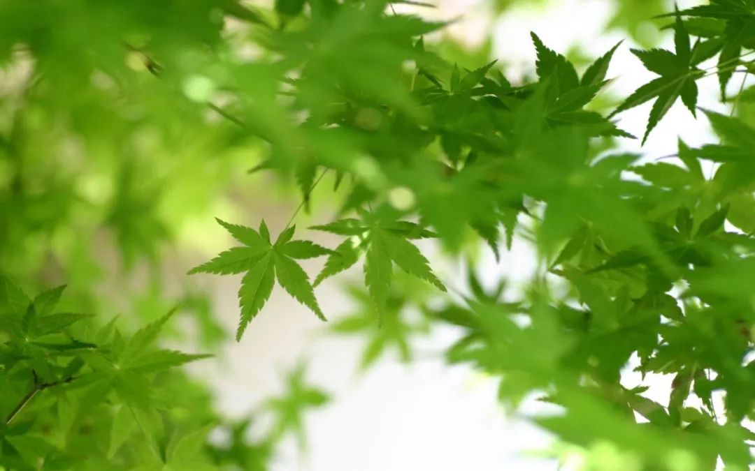 人過50歲，身邊最親的人是誰？