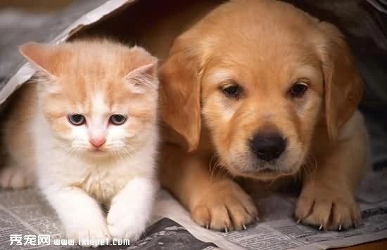 從小和狗在一起，可降低精神分裂的風(fēng)險(xiǎn)