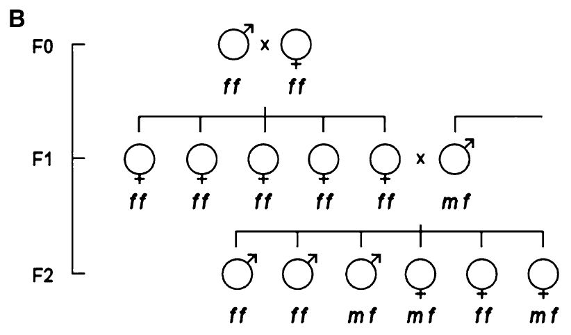 生男生女，父親基因說了算