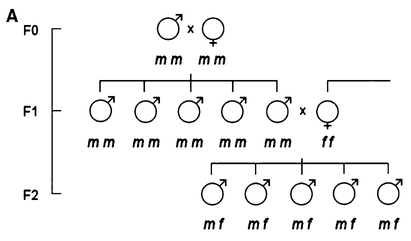 生男生女，父親基因說(shuō)了算