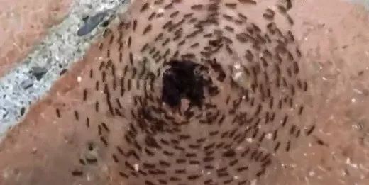 瘋搶口罩雙黃連，死亡漩渦能解釋