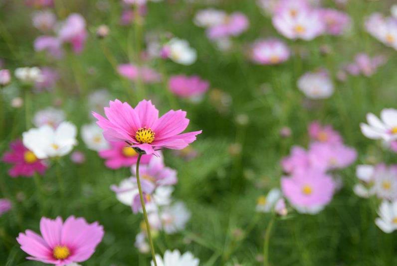 擇偶擇的是什么