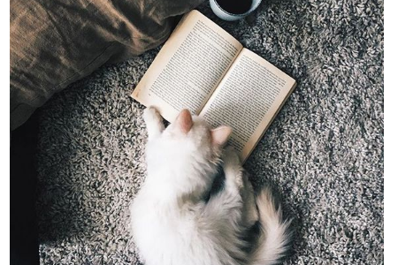 測(cè)哪種動(dòng)物符合你 測(cè)哪種動(dòng)物符合你