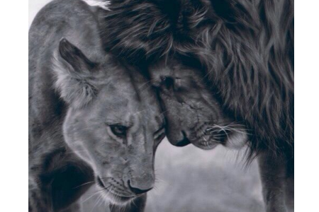 從生日看你是什么性格的動(dòng)物