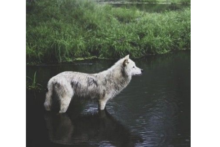 從生日看你是什么性格的動物