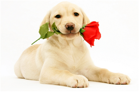 測(cè)你最重視對(duì)方的什么條件 測(cè)你最重視對(duì)方的什么條件