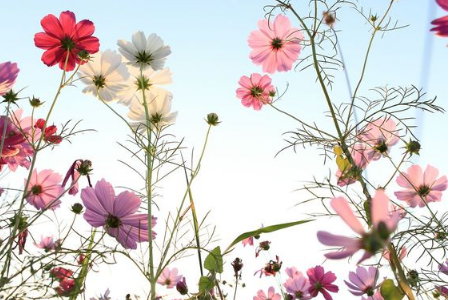 看看三月你的桃花運(yùn)來了嗎？