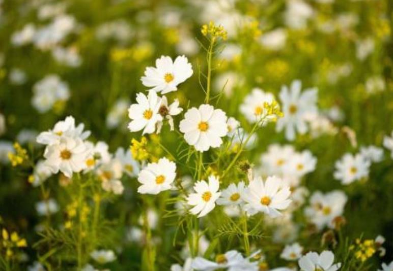 我不夠好成為了逃不過的魔咒