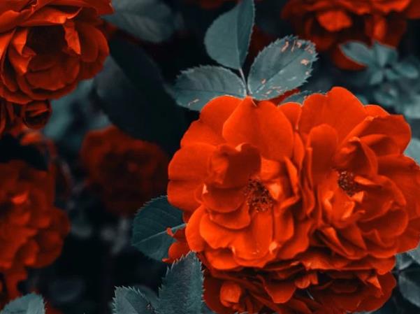 大男人喜歡養(yǎng)花到底是什么心態(tài)？