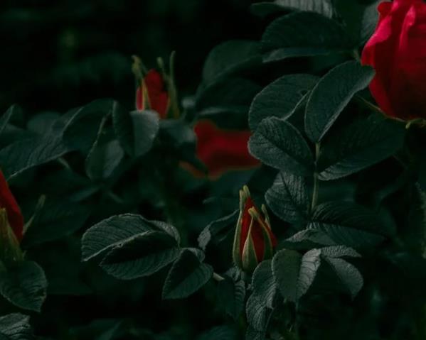 大男人喜歡養(yǎng)花到底是什么心態(tài)？