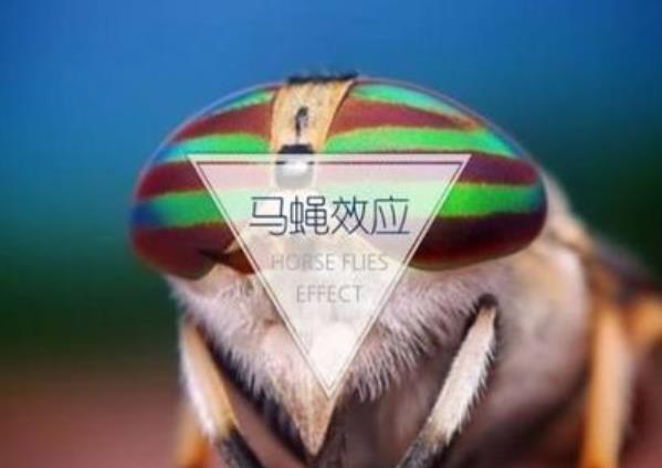 馬蠅效應(yīng)是什么意思？