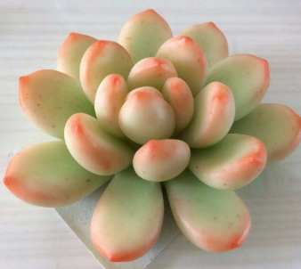 心理測試：你最喜歡哪盆多肉，測出三個月內你有啥美事發(fā)生