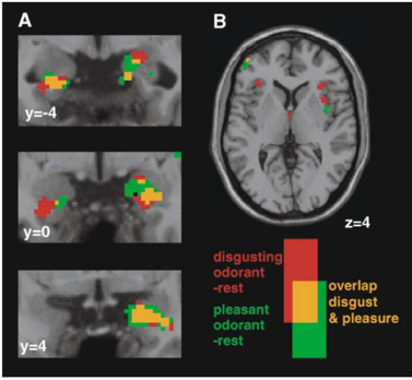 鏡像神經(jīng)元現(xiàn)象，我看見(jiàn)的你，就是我自己