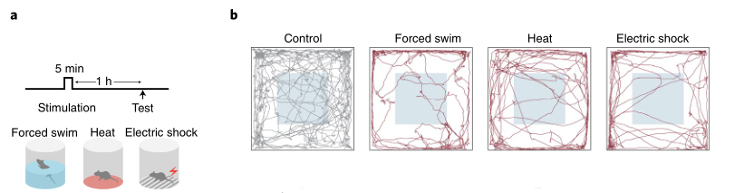 科學(xué)家揭示社交壓力下的焦慮神經(jīng)環(huán)路