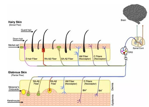 情感觸覺可促進(jìn)情侶之間的親密關(guān)系 情感觸覺可促進(jìn)情侶之間的親密關(guān)系