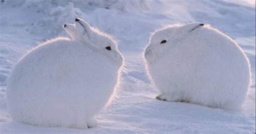 什么是阿倫規(guī)律和貝格曼規(guī)律？