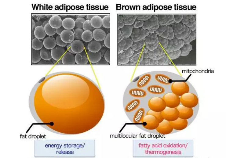 什么是阿倫規(guī)律和貝格曼規(guī)律？