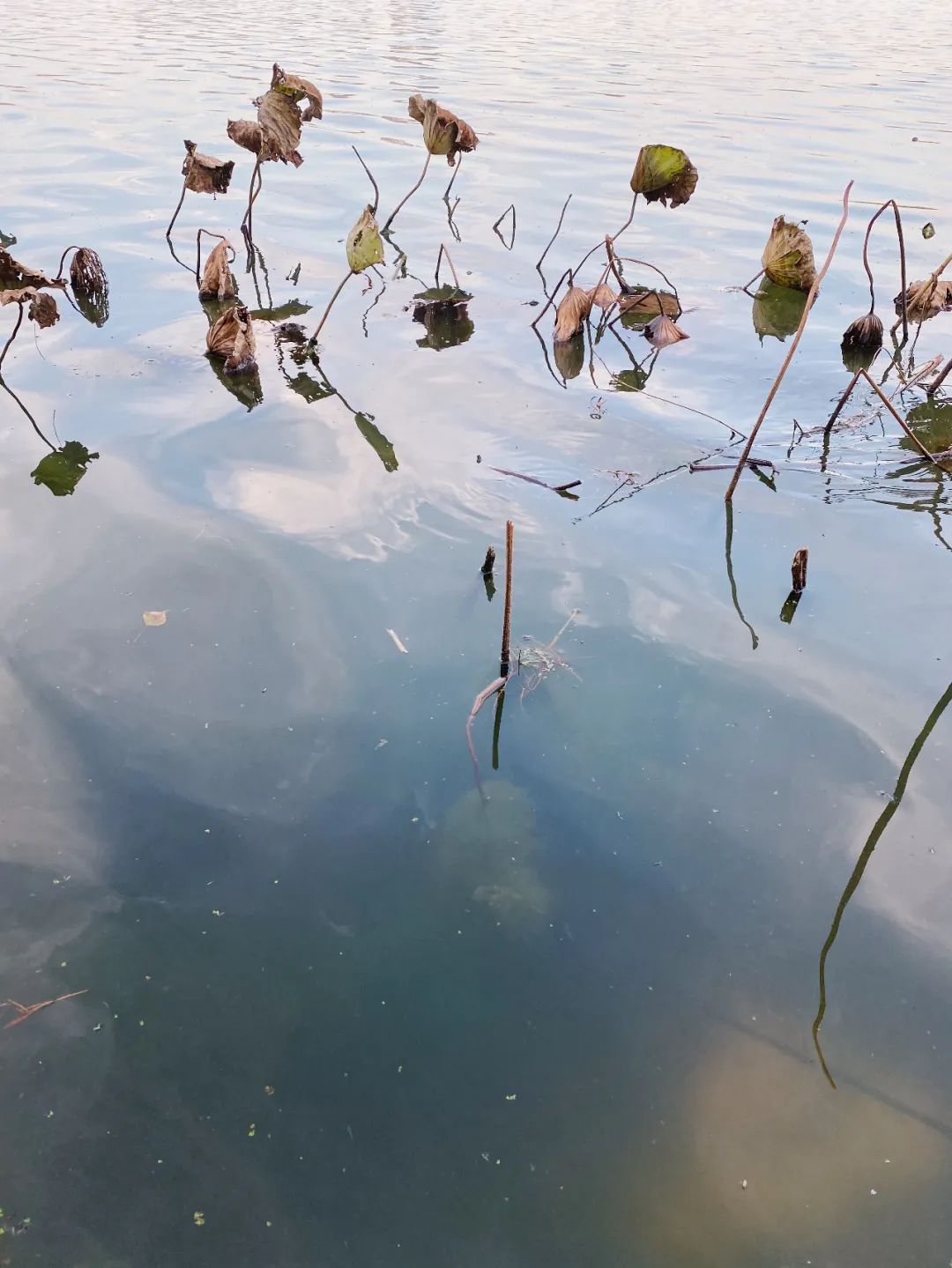 關于婚姻和生子的選擇 關于婚姻和生子的選擇