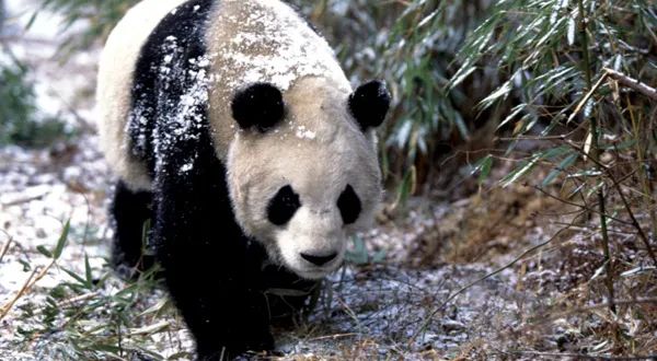 “攻擊性”視角下的世界 “攻擊性”視角下的世界