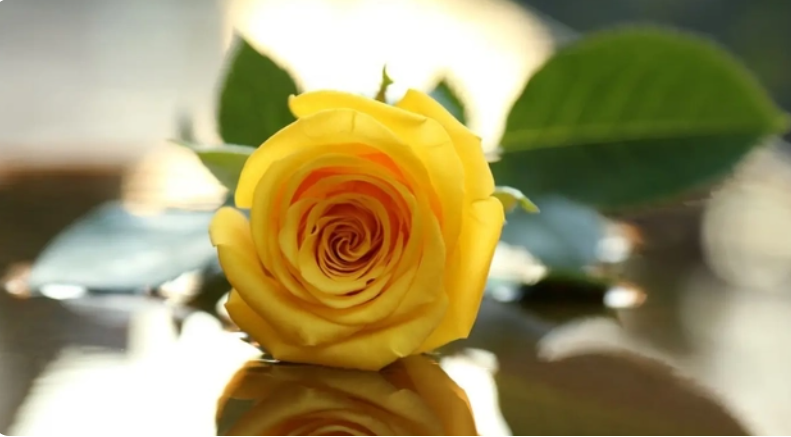  黃色玫瑰花語(yǔ) 寓意溫馨、友好和感恩
