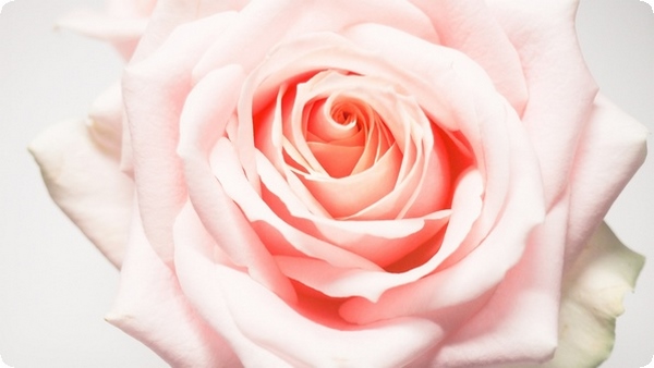 什么是泛性戀？和其他性傾向有什么區(qū)別？