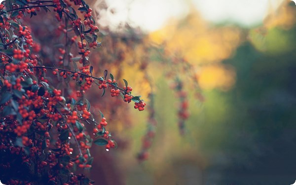 個(gè)人早年的成長(zhǎng)經(jīng)歷對(duì)親密關(guān)系的影響