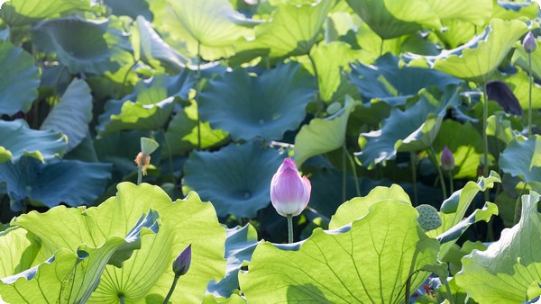 內(nèi)在小孩療愈歷程：每個人內(nèi)心深處的影子